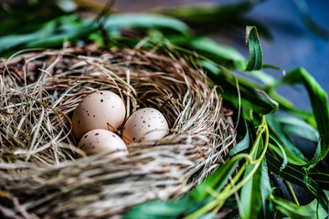 Obraz premium Easter card concept