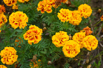 National Ukrainian autumn unusual and festive street flowers with small green leaves. Red and orange chernobrivtsi growing on Ukrainian soil, growing along the streets of the city of Dnipro.