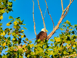 Bald Eagle Bird of Prey Raptor Perched in Among Bare Tree Branches with Green Leaves Below and Bright Blue Sky Above on a Beautiful Summer Morning in the Sunlight