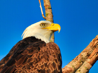 Closeup of Head of Bald Eagle Bird of Prey Raptor as It Is Perched on a Bare Tree Branch with Blue Sky in Background Showing Majestic Brown Feathers on Wings and White Feathers on Head and Yellow Beak