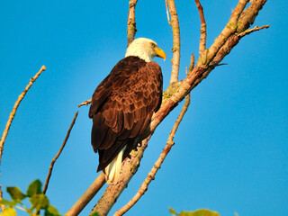Closeup of Bald Eagle Bird of Prey Raptor Perched in a Tree of Bare Branches Against Bright Blue Sky as It Looks Forward Hunting for Prey