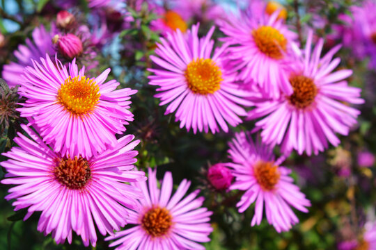 Colorful and captivating purple, pink septench flowers illuminated by the autumn sun. These flowers with small leaflets grow in a tall, dense bush.