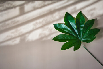 green leaf on a wall background