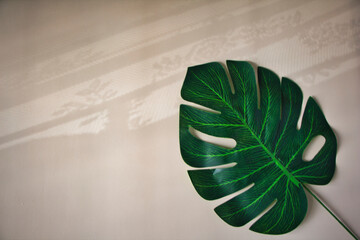 green leaf on a wall background