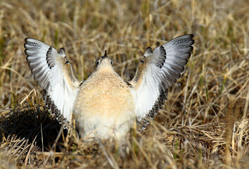 Buff-breasted Sandpiper, Tringites subruficollis