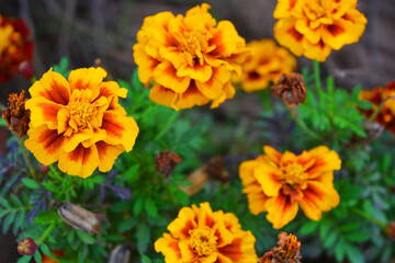 National Ukrainian autumn unusual and festive street flowers with small green leaves. Red and orange chernobrivtsi growing on Ukrainian soil, growing along the streets of the city of Dnipro.