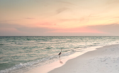 Great blue heron wading in clear, emerald ocean water during sunset