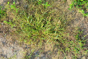 Bright and colorful grass, landscaping, wild grass with weeds growing in the meadow. Plants, land and lanshawt illuminated by the autumn sun in October.