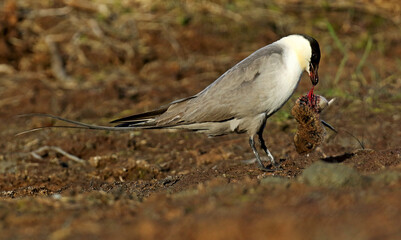Long-tailed Jaeger, Stercorarius longicaudus