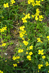 A dangerous plant, wild weeds - caustic buttercup (night blindness) with small yellow flowers illuminated by the sun. This is a killer grass, dangerous plants growing on the territory of Ukraine.