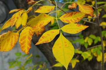 Large and unusual yellow leaves growing on maple branches in late October.