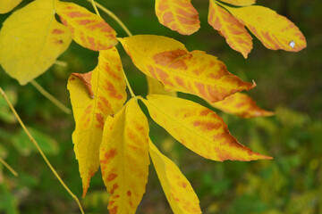 Large and unusual yellow leaves growing on maple branches in late October.