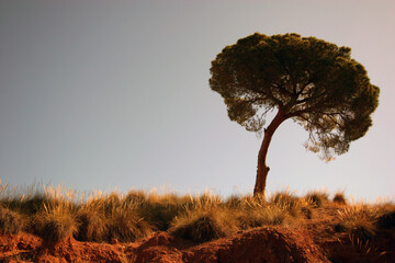 Árbol solitario sobre un cerro. Pino carrasco.
