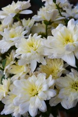 Bright colorful autumn flowers, unusual shape and texture. White wedding chrysanthemums brighten life in one bouquet.