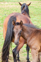 Fototapeta premium bay foal who is with his mother in the summer in a meadow