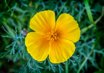 yellow flower