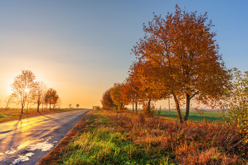 Autumn trees in good light with yellow-red leaves