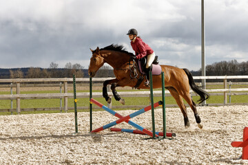 Person riding a horse without bridle or halter. Horse jumping through obstacle. Female rider is...