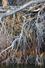 Tree with exposed roots along the river