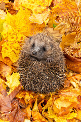 Hedgehog in autumn leaves, erinaceus europaeus, emerging from his nest, taken from a wildlife garden hide to monitor health and numbers of this declining, iucn red-listed mammal, space for copy  © Moorland Roamer