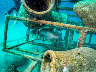 An artificial reef teeming with fish. Picture from a Red Sea reef, Egypt