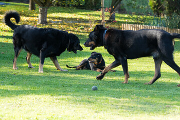 adorable young Beauce shepherd dog playing with two large adults in a green and flowery garden