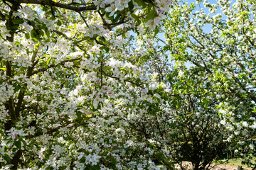 Fototapeta na wymiar apple orchard in bloom in spring under the sun and blue sky