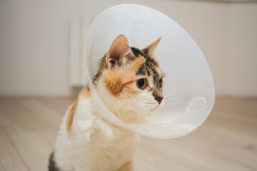 Sick cat with veterinary cone or plastic cone collar on its head to protect cat from licking a wound.