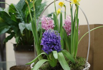 Flowers of narcissus and hyacinth of siren and pink colour in a basket with moss as a gift to the girl in spring