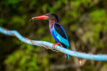 javan kingfisher on branch