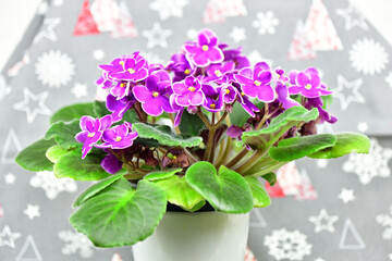 Beautiful purple violet in a white pot in front of a Christmas background. Focus is on the front of the violet.