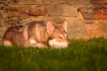 Saarlooswolfhond, Wolfhond, braun, waldbraun, Saaloos Wolfhond, wildfarben
