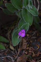 Tradescantia sillamontana (White velvet) flowers / Commelinaceae creeping perennial plant.