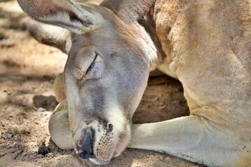 schlafendes K&auml;nguru