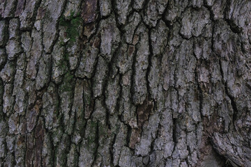 Tree bark closeup texture. Natural tree bark background template. Rough barrel surface. Gray, brown nature background.