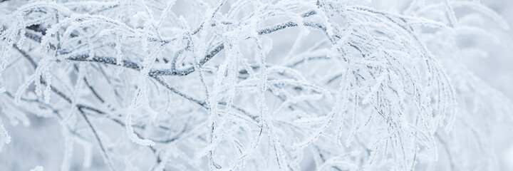 Snow and rime ice on the branches of bushes. Beautiful winter background with trees covered with hoarfrost. Plants in the park are covered with hoar frost. Cold snowy weather. Cool frosting texture.