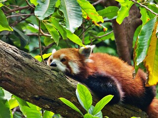 Naklejka premium roter Panda auf Baum