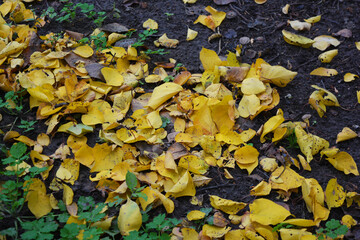 Fallen dry yellow, orange, red leaves of viburnum, peach, apple trees covered the black earth with a carpet in November.