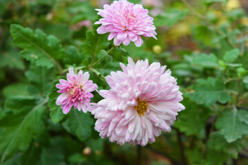 Bright and colorful tall bushes of Ukrainian chrysanthemums growing on the street of the city of Dnipro. Large purple autumn flowers set against the background of a bright and unforgettable nature.