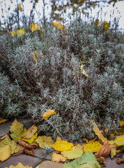 Nature is combining two beautiful colors, the color of autumn and the color lavender. 