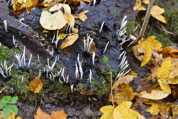 Wild mushrooms Xylaria hypoxylon grow in the forest