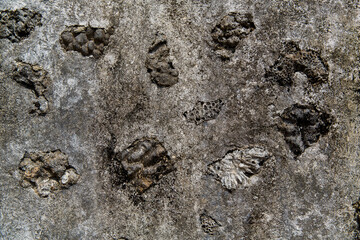 The texture of an ancient Chinese stone wall made of stones, corals and seashells.