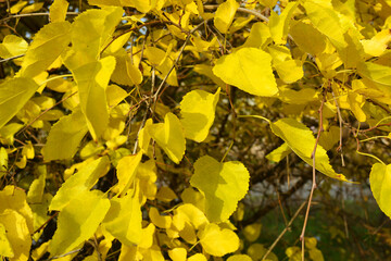 The bright, rich, colorful yellow golden leaves of the mulberry still hang from the branches and fall off a lot in November.