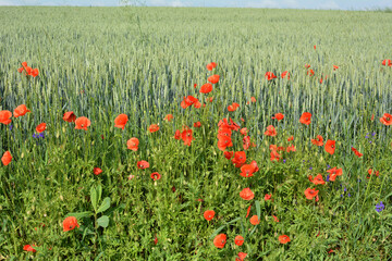 Wild poppy growing on a farm field among crops