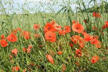 Wild poppy growing on a farm field among crops