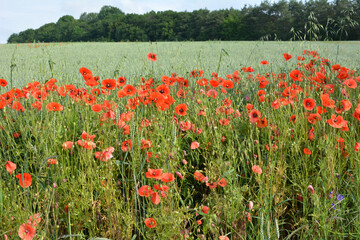 Wild poppy growing on a farm field among crops