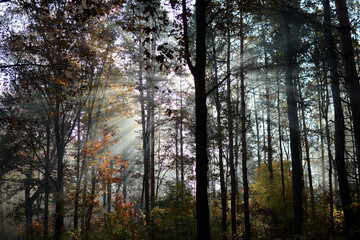 autumn in the forest
