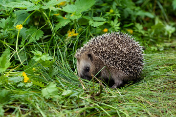 Young hedgehog © Timo