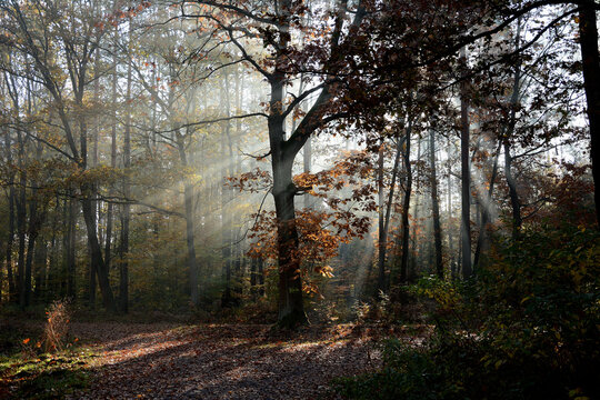 Jesienny las z promieniami słonecznymi © Hanna