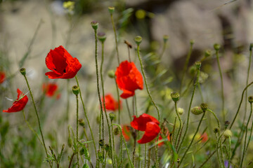 Fototapeta na wymiar Ravda Bulgaria. May 18 2014. Blooming scarlet poppies and burgeons in grass on blurred background.